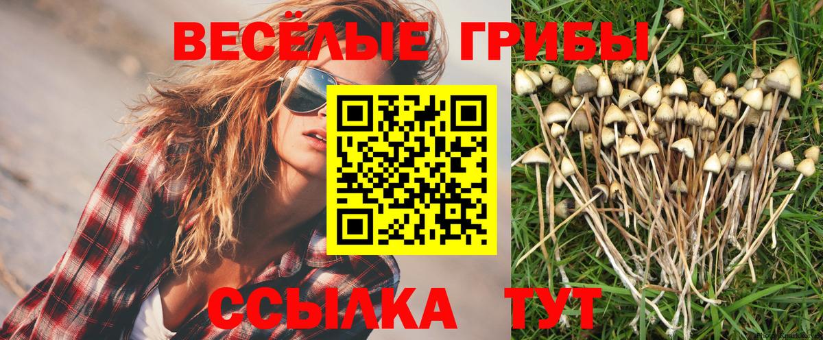Галлюциногенные грибы Psilocybine cubensis  где можно купить наркотик  Галлюциногенные грибы прущие грибы  Мценск  Вход с VPN 